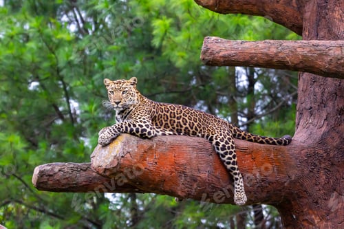 Preview: Leopard Laying on Tree