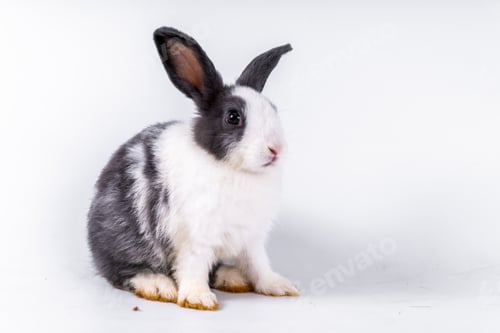 Preview: cute black and white rabbit isolated white background