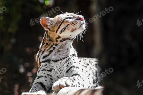 Preview: Ocelot (Leopardus pardalis) - medium-sized spotted feline