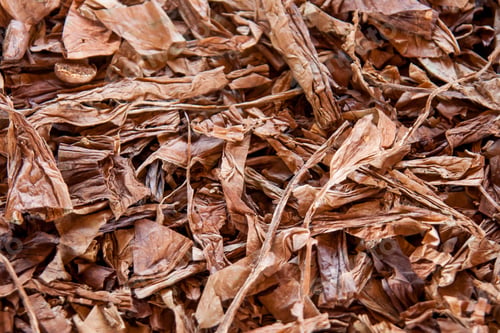 Preview: High angle shot of dried tobacco leaves in Cuba