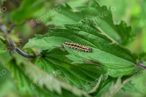 Preview: Caterpillar on Green Leaf
