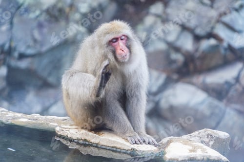 Preview: A Japanese snow monkey or Macaque with onsen in Monkey Park, Nagano , Japan. Wildlife animal.