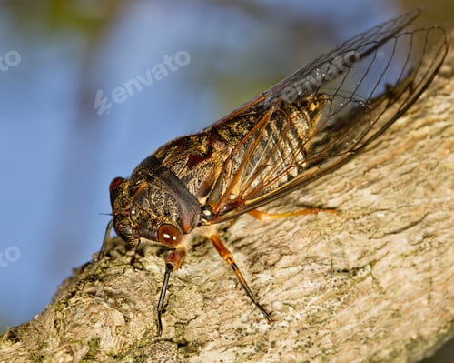 Preview: cicada