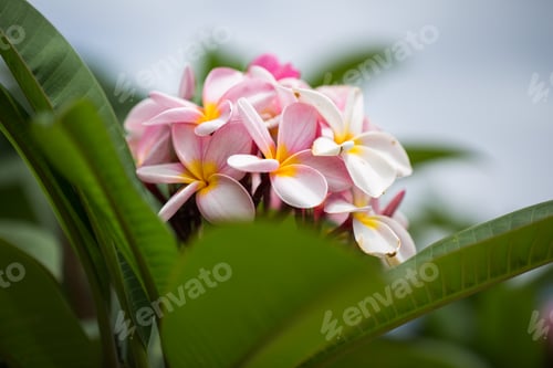 Preview: Frangipani flowers Close up beautiful Plumeria