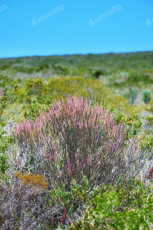 Preview: Fynbos of Western Cape