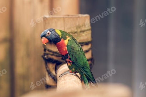 Preview: Colorful parrot on wooden fence in park