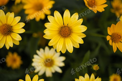 Preview: Yellow flowers in a meadow natural summer background, blurred image, selective focus