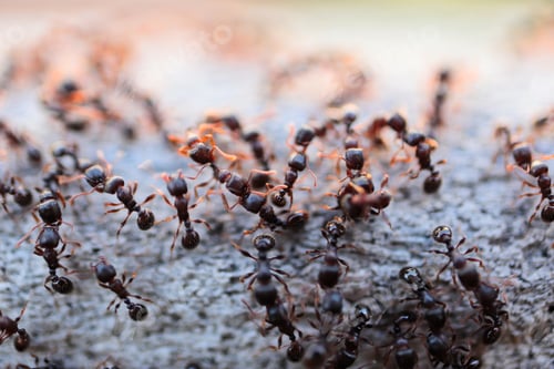 Preview: Ant Fight