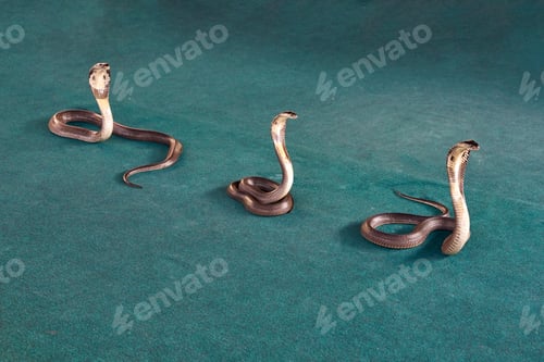Preview: Three indian cobras on teal surface with raised hoods and s-shaped bodies