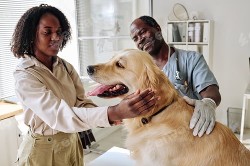 Preview: Woman with dog visiting vet doctor