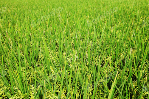 Preview: paddy rice field