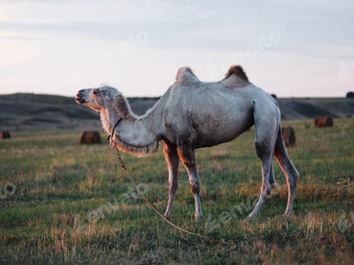 Preview: A camel with two humps walks tax in the mountains in full growth fresh air