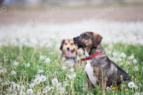 Preview: Dogs in magic dandelion meadow.