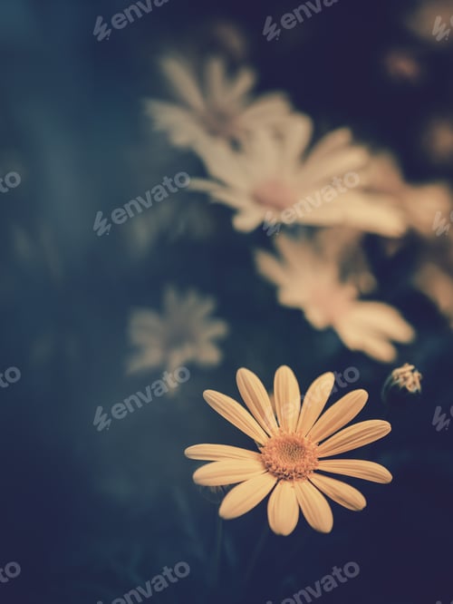 Preview: Pretty flower growing in garden