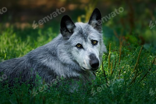 Preview: Wolf (Canis lupus)