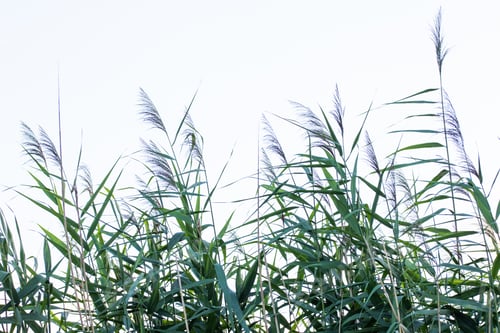 Preview: reed in front of white background