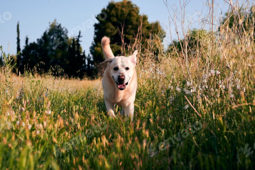 Preview: Labrador dog runs and enjoys in a meadow with flowers