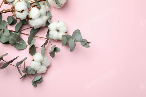 Preview: Beautiful eucalyptus and cotton on pink background