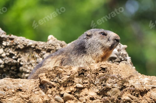 Preview: Macro profile view of a groundhog in the soil on a sunny day