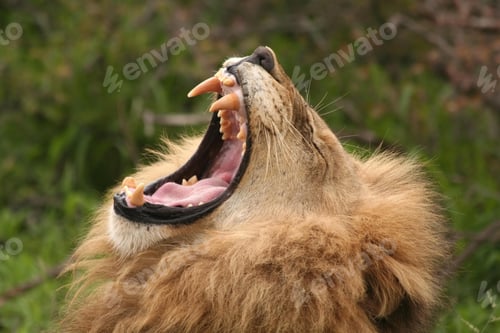 Preview: lion, roaring, opening, mouth