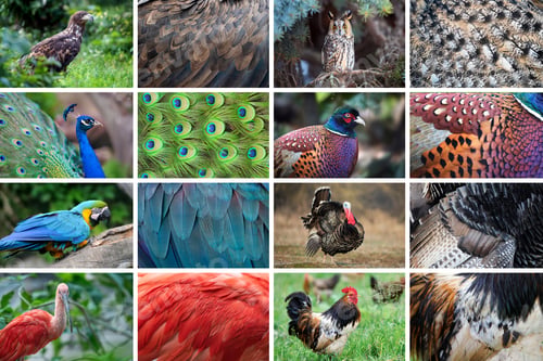 Preview: Collection of eight animals and their true skin textures