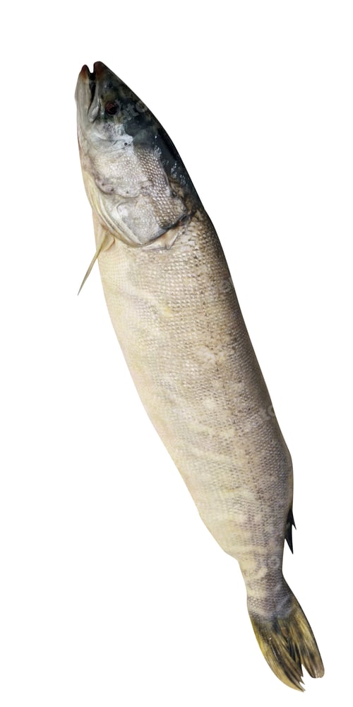 Preview: raw fish isolated on white