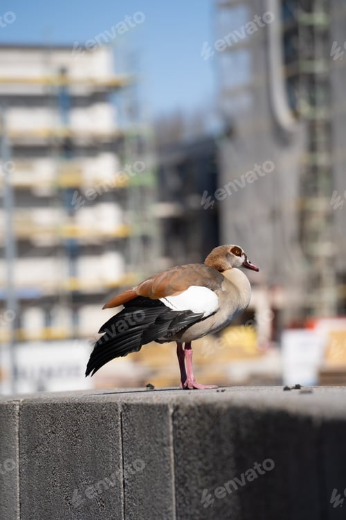 Preview: Vertical shot of an Egyptian Goose perched on a concrete wall with a blurry background
