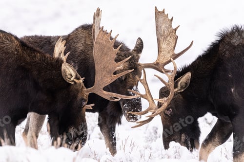 Preview: Group of moose engaging in a battle with their impressive antlers amidst a snowy landscape