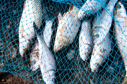Preview: Fresh fish in a fishing nets.
