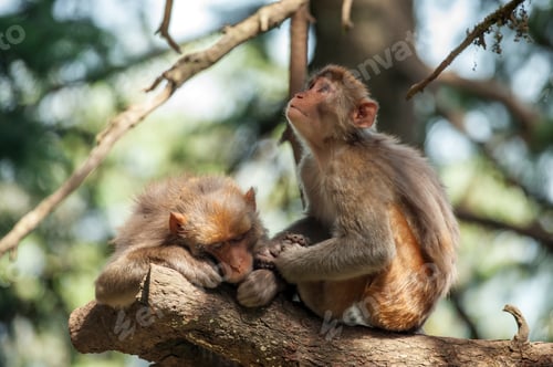 Preview: macaque