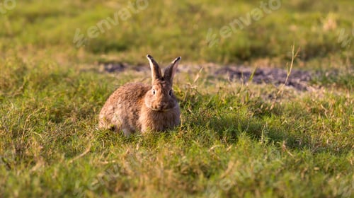 Preview: Adorable and cute new born rabbit. baby cute rabbit or new born adorable bunny. Easter Bunny.