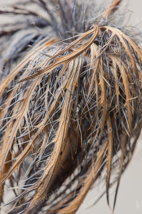 Preview: Dried blue thistle flower macro shot