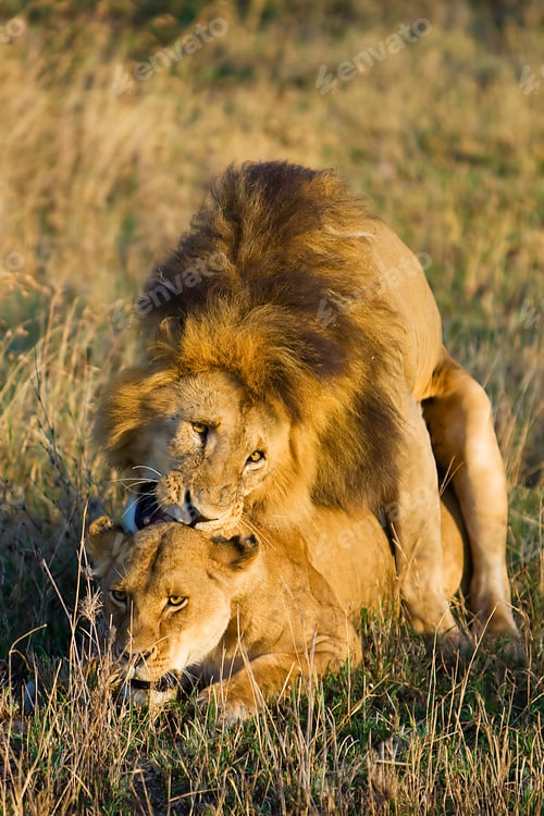 Preview: Wild African Lion Sex in the Serengeti