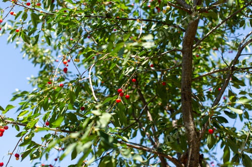 Preview: a front view tree with fruits beautiful nature picture with green tree fruits on it and skies during