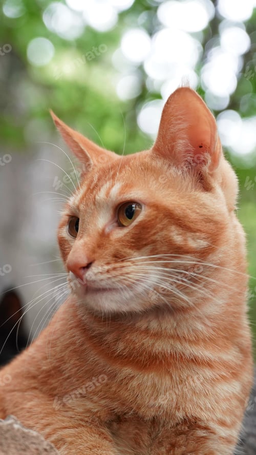 Ginger Tabby Cat Portrait with Green Bokeh Background