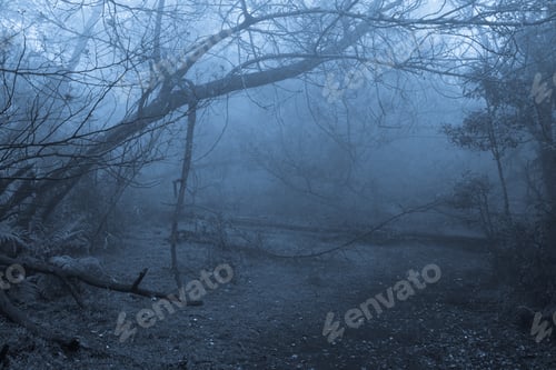 Preview: Tropical forest in fog