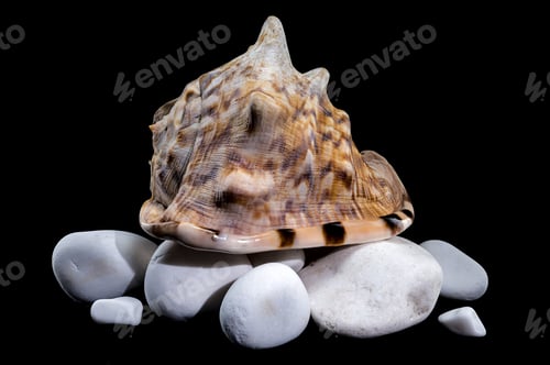 Preview: King Helmet Shell on white Stones