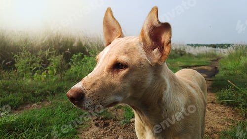 Preview: Close-up of a tan dog on a grassy path.