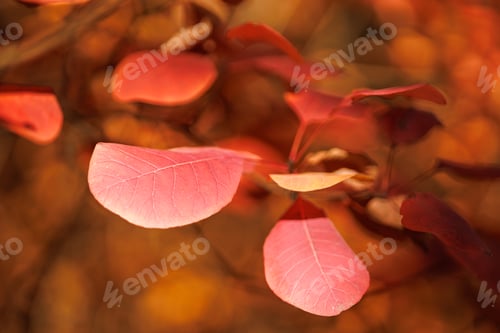 Preview: Beautiful red leaves in a fall park close-up. Plants and leaves in a fall park.
