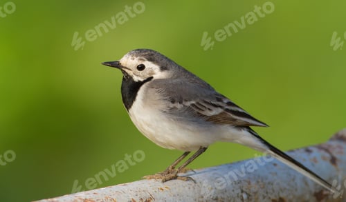 Preview: White wagtail, Motacilla alba. Spring sunny morning. Adult bird sits on a metal structure