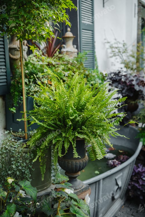 Vista previa: Green Boston ferns and ivy grow in outdoor garden pots near water feature