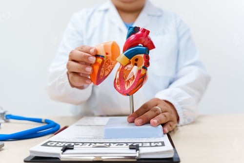 Preview: A cardiologist uses a heart model to demonstrate the anatomy, function