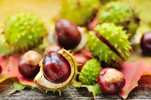 Preview: Fresh chestnuts on background autumn leaves