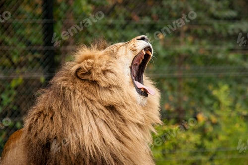 Preview: Close-up image of lion roaring. Wild animal showing magnificent fangs.