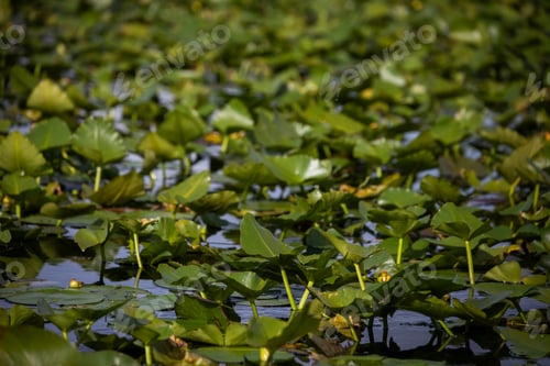 Preview: green leaves evergaldes water river lake water lilies florida