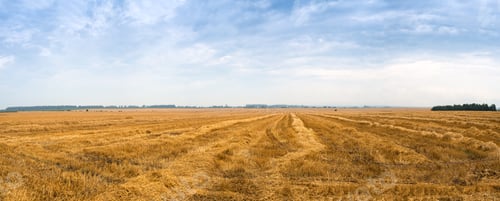 Preview: wheat stubble and strips at field after harvest