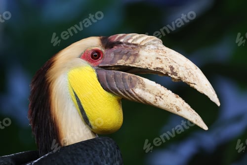 Preview: The wreathed hornbill (Rhyticeros undulatus) close up shot