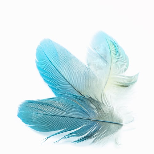 Preview: bird feathers isolated