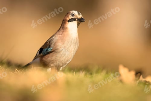 Preview: Wonderful bird on wooden twig