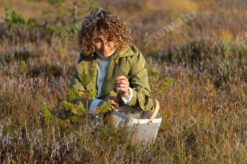 Preview: Young woman in trendy trench picking berries on autumn swamp holding white basket with cranberries